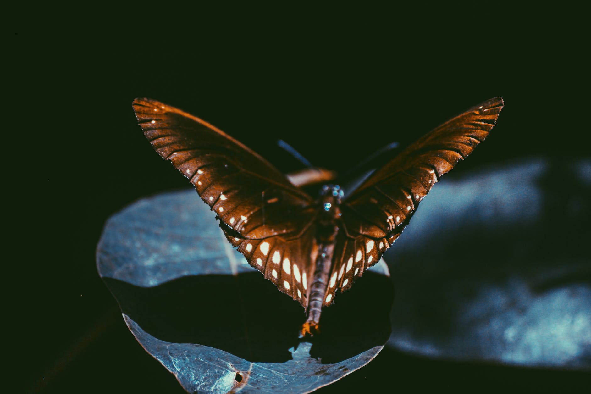 an amber moth alights on a dark leaf, casting a broad shadow onto a black background.