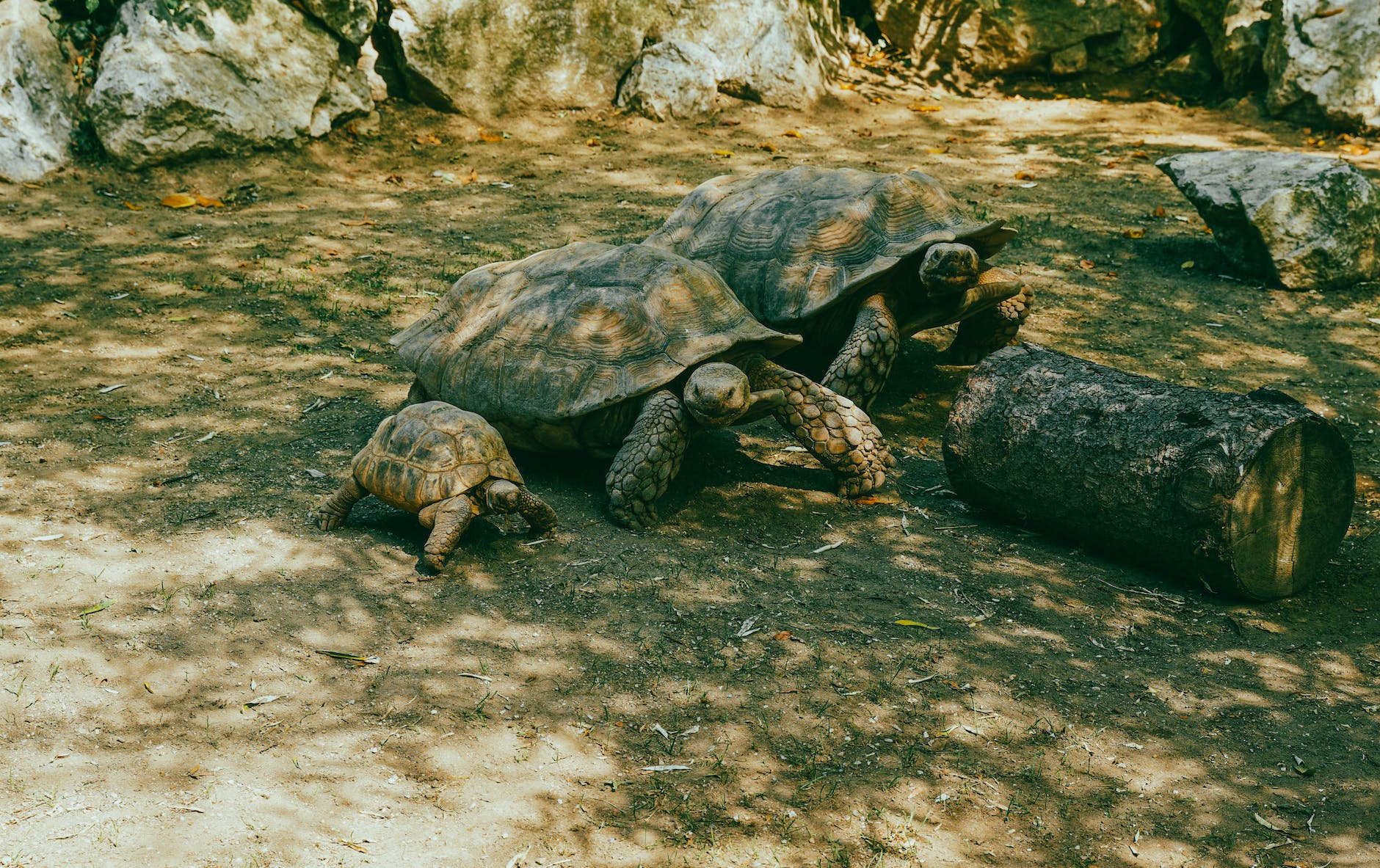 three tortoises on sun-dappled earth
