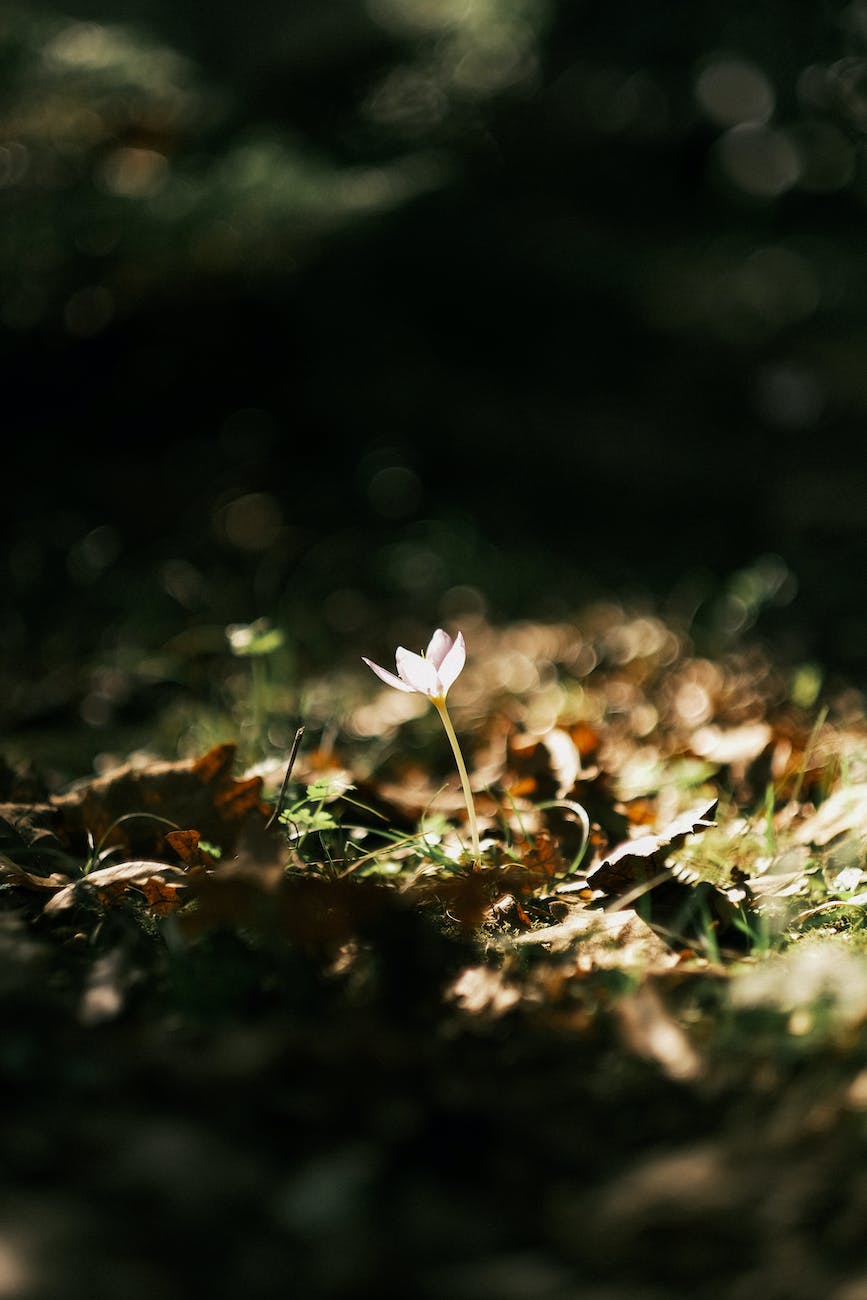pale pink flower seedling blooms in a patch of sunlight