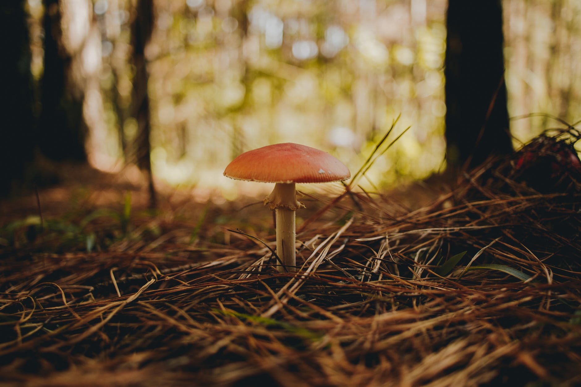 mushroom sprouting from forest floor a single red-orange mushroom cap sprouts from the littered forest floor