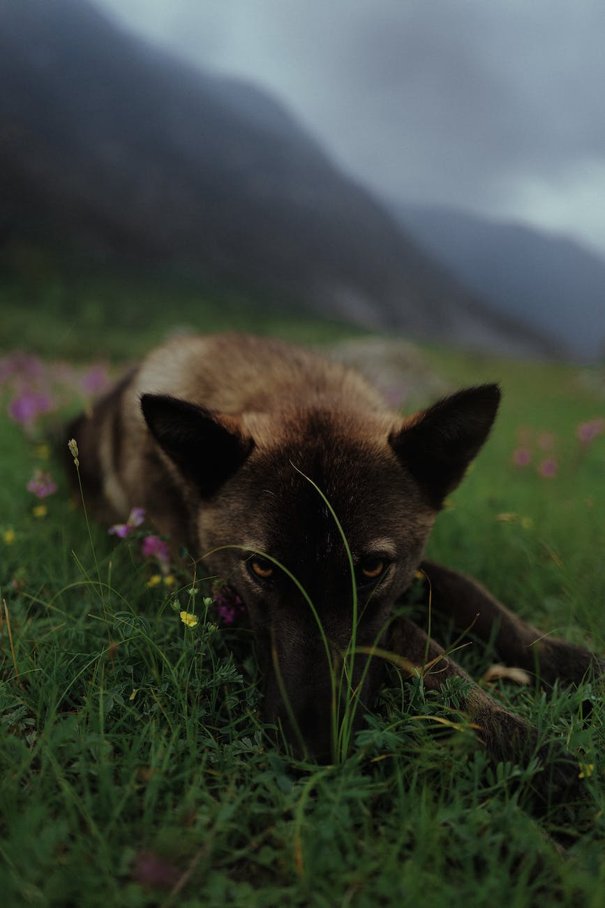 wolf canine with golden eyes lies in the grass under a cloudy sky