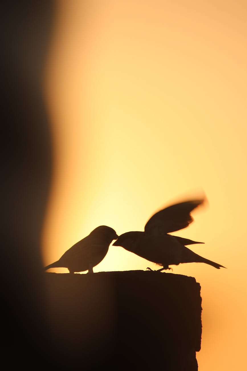 sparrow silhouettes