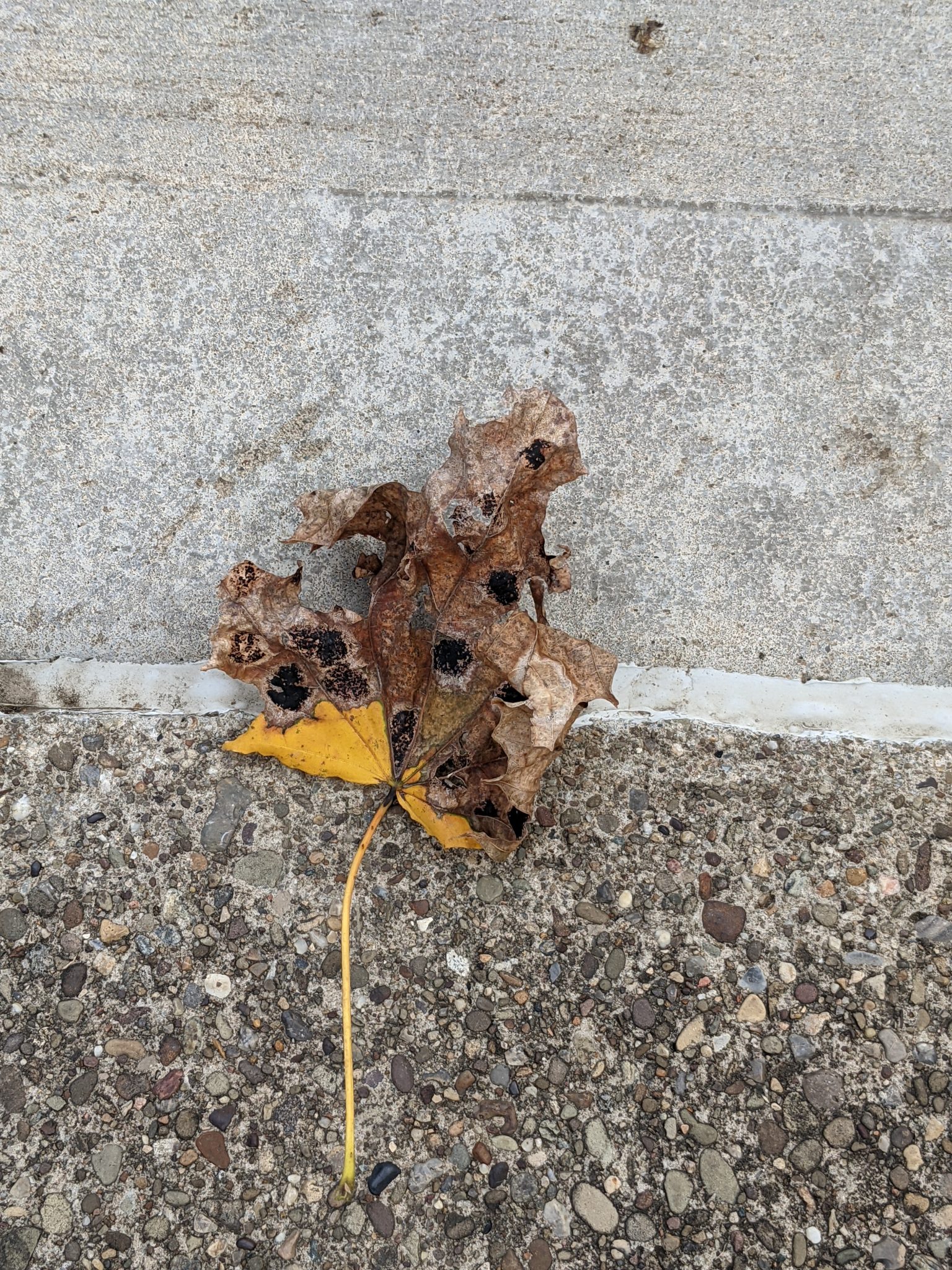 An orange leaf on the ground that is crumbling and turning brown